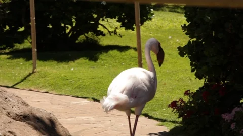 Walking Flamingo Stock Footage 105254591