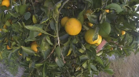 Walking into a Florida Orange Grove Video stock 18418298