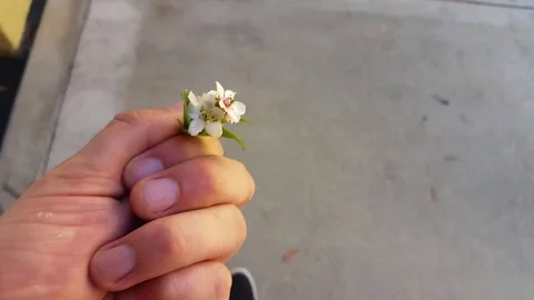 Walking flower 01 Video stock 77011955