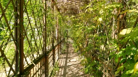 Walking in the flower arbor with sun light infiltration Stock Footage 109443241