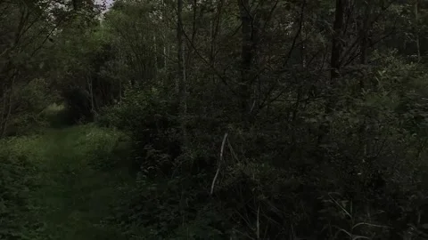 Walking with a flower Stock Footage 316799460