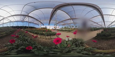 Walking at flowers field Stock Footage 281177218