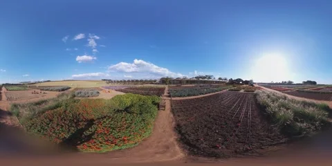 Walking at flowers field VR 360 Stock Footage 281177254