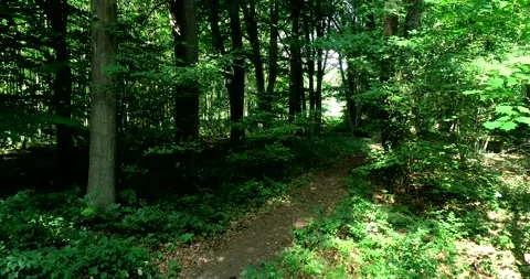 Walking / flying through the forest, sunlight and shadows - 4K/UHD stock video Stock Footage 140673108