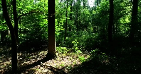 Walking / flying through the forest, sunlight and shadows - 4K/UHD stock video Stock Footage 140673131