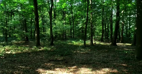 Walking / flying through the forest, sunlight and shadows - 4K/UHD stock video Stock Footage 140673199