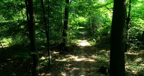 Walking / flying through the forest, sunlight and shadows - 4K/UHD stock video Stock Footage 140673457