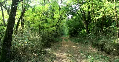 Walking / flying through the forest, sunlight and shadows - 4K/UHD stock video Stock Footage 140673577