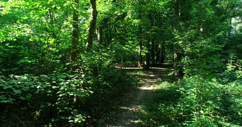 Walking / flying through the forest, sunlight and shadows - 4K/UHD stock video Stock Footage 140675720