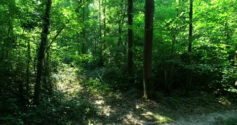 Walking / flying through the forest, sunlight and shadows - 4K/UHD stock video Stock Footage 140675736