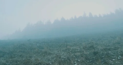 Walking on Fog to Forest Stock-Footage 119371656