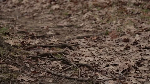 Walking Video stock 104975914