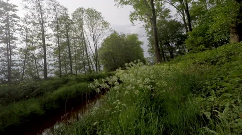 Walking a footpath along a stream with long grass and cow parsley Stock Footage 63237072