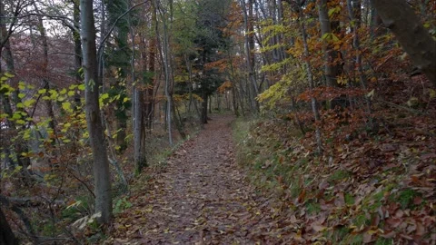 Walking on footpath in colorful forest Stock Footage 167768472