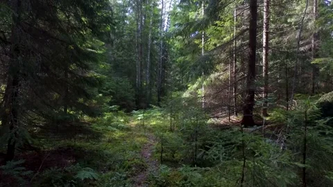 Walking on a footpath in a forest with lots of pines, spruces, bracken and moss. 库存影片 136844402