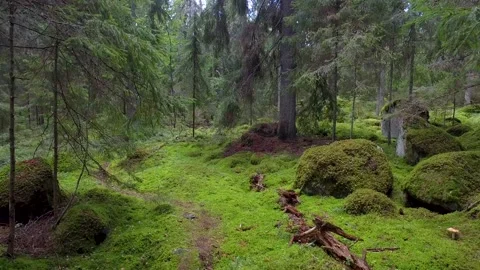 Walking on a footpath in a forest with lots of pines, spruces, bracken and moss. 库存影片 136845017