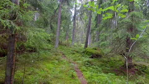 Walking on a footpath in a forest with lots of pines, spruces, bracken and moss. Stock Footage 136845317