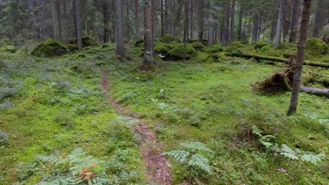 Walking on a footpath in a forest with lots of pines, spruces, bracken and moss. 库存影片 136845775