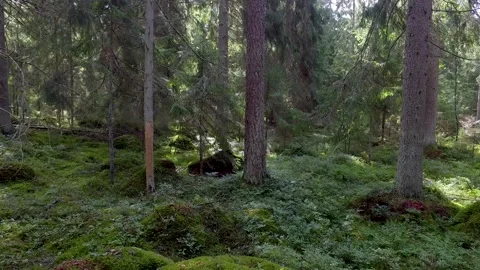 Walking on a footpath in a forest with lots of pines, spruces, bracken and moss. 库存影片 136846081