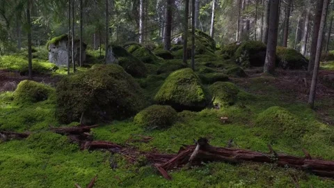 Walking on a footpath in a forest with lots of pines, spruces, bracken and moss. 库存影片 136846304
