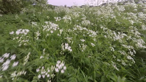 Walking a footpath with long grass and cow parsley Stock Footage 63237116