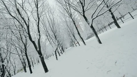 Walking on footpath at winter city forest park with trees covered by snow Stock Footage 144883936