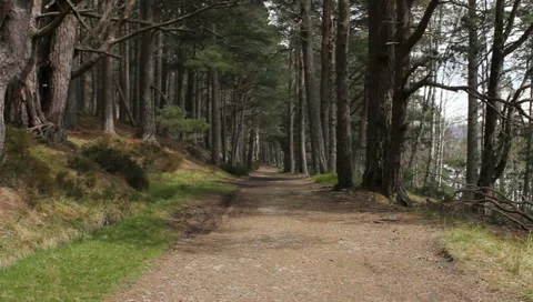 Walking footpath in the woods Video stock 11014842