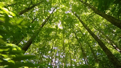 Walking in the forest 01 Stock Footage