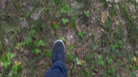 Walking In Forest 2 스톡 동영상 71017125