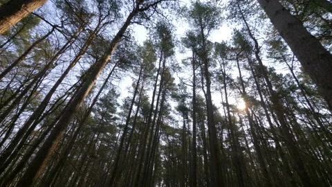 Walking in the forest in 4k slow motion 60fps Stock Footage 131034959