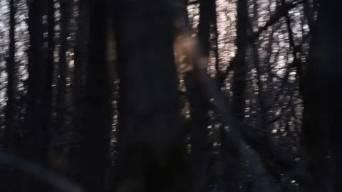 Walking in the forest and looking for sun Stock Footage 203723968