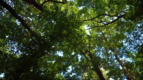 Walking in the forest and looking on top of green trees Stock Footage 101129684