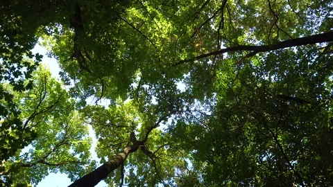 Walking in the forest and looking on top of trees Stock Footage 101129867