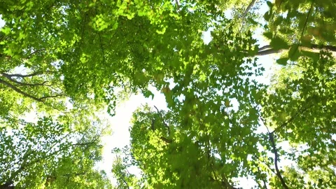 Walking in the forest and looking on top of trees Stock Footage 101130918