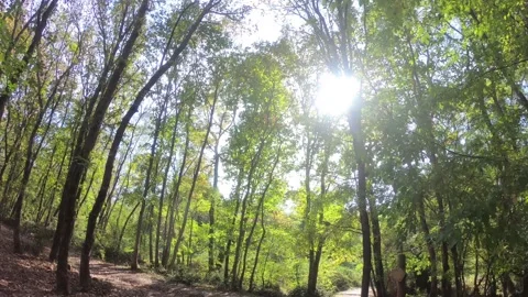 Walking on the forest and tilt move toward the sun Video stock 142836535