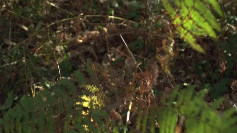Walking into the forest and watching the ground Stock Footage 71716741