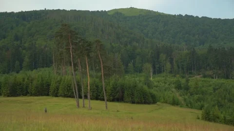 Walking in the forest area with trees and hills in the background 库存影片 330476784