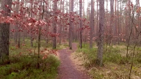 Walking in the forest, autumn, Bavaria Stock Footage 274388664