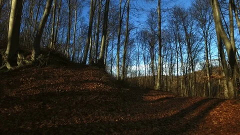 Walking in forest in autumn Video stock 87288145
