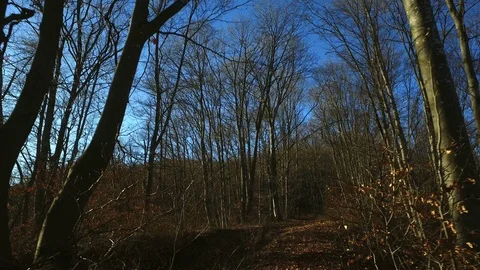 Walking in forest in autumn Video stock 87288800