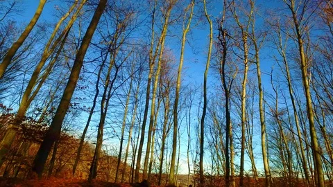 Walking in forest in autumn Video stock 87290144