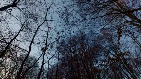 Walking in forest in autumn Stock Footage 87290478