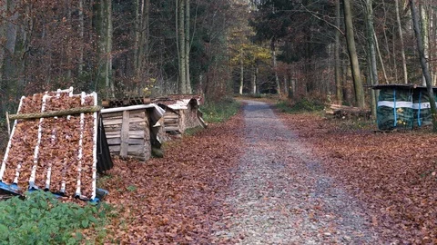 Walking in a forest in autumn Video stock 100599418