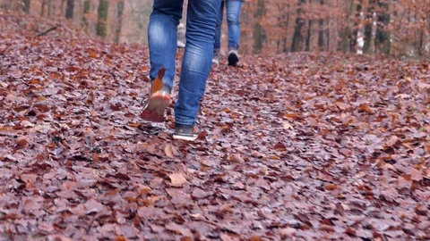 Walking in the forest in autumn Video stock 100601748