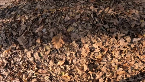Walking In The Forest In Autumn Footstep Close up 스톡 동영상 339977197