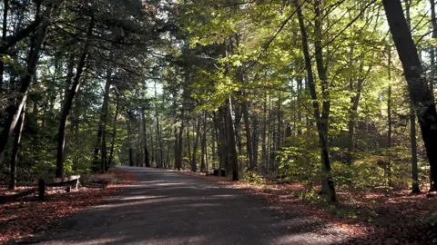 Walking in Forest With Autumn Leaves Stock Footage 141474548