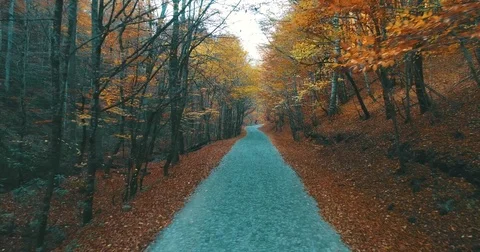 Walking On Forest Autumn Road Vidéo 82640009