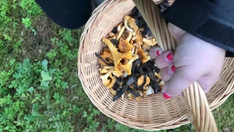 Walking in the forest with a basket filled with chanterelle mushrooms Stock Footage