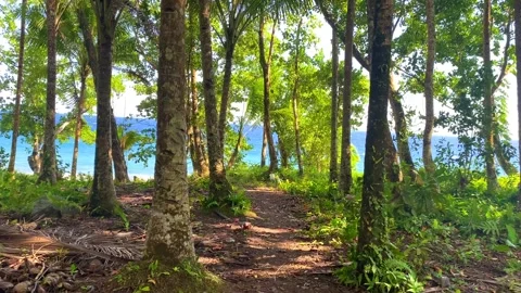  walking from the forest to the beach. coconut tree forest. Stock Footage 284083643