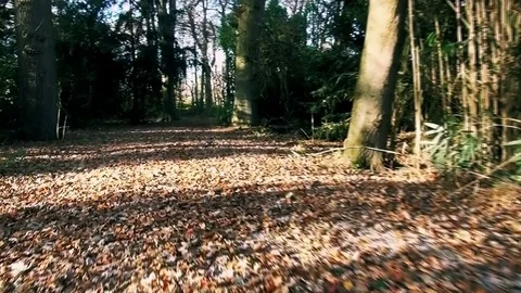Walking in the forest to the bridge (Audio) Stock Footage 83033504